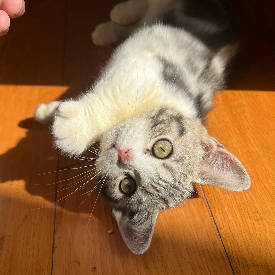 王哪跑🫵（练字版）