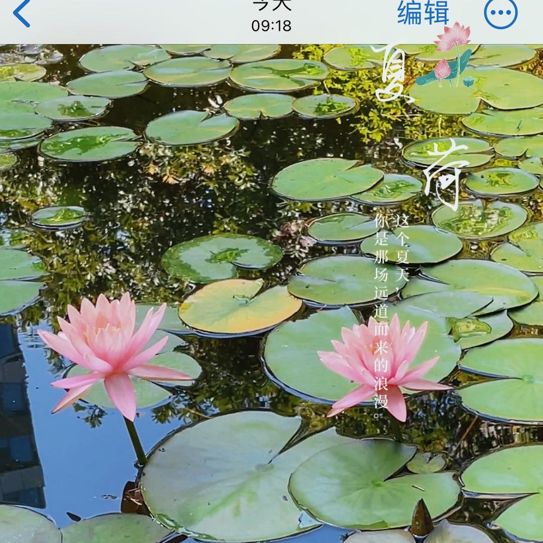 夏天的荷花