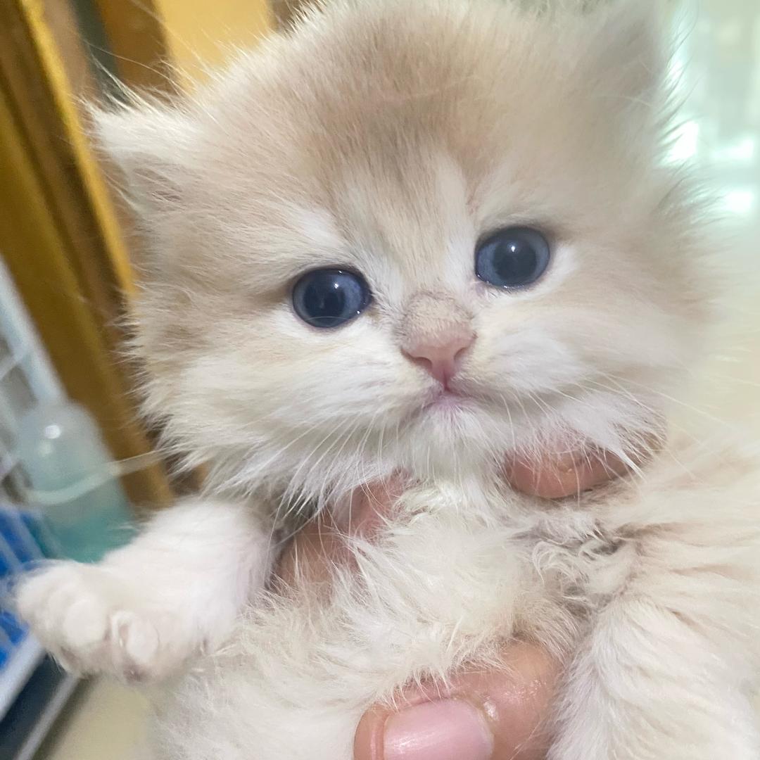 小王宠物猫