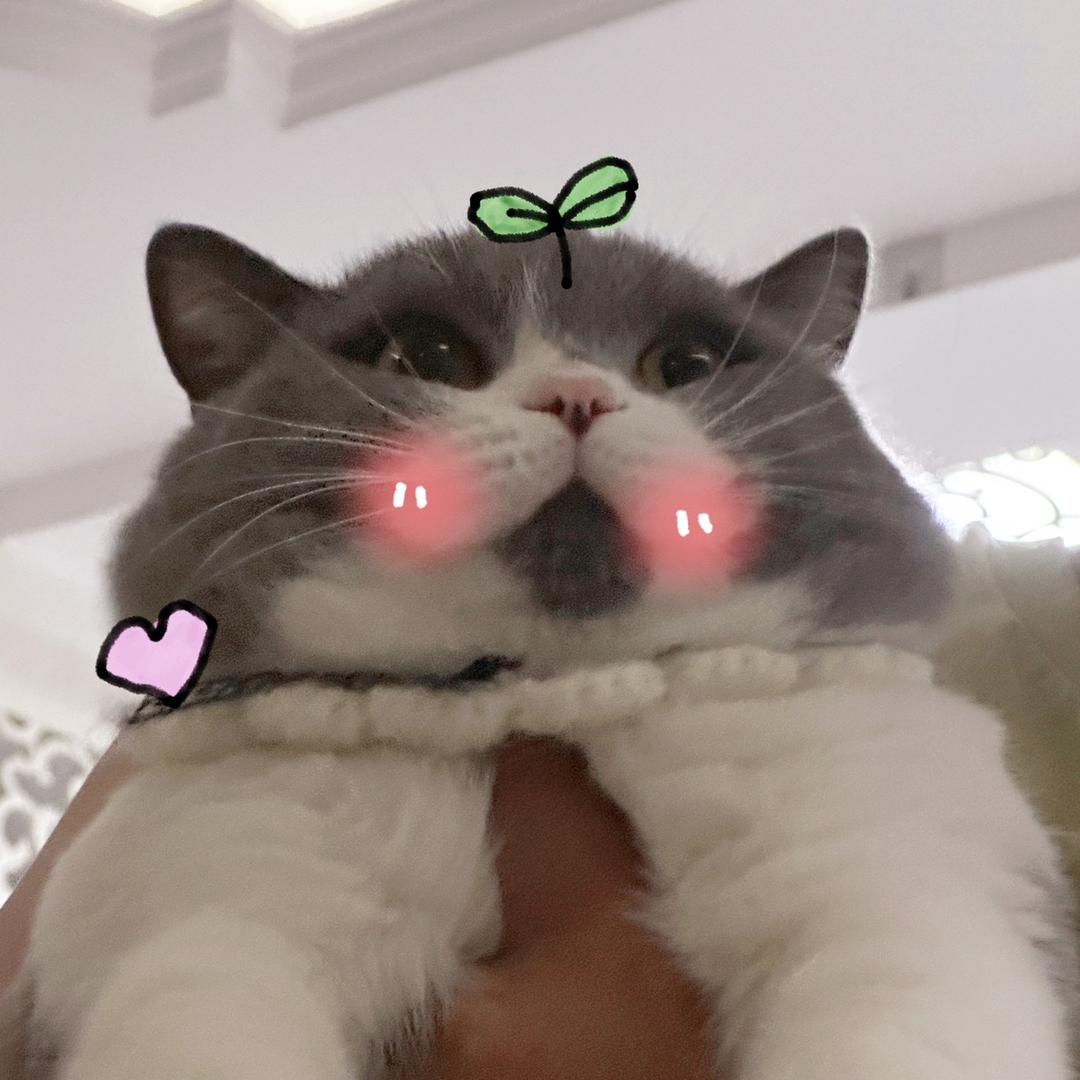 十张大脸🐱（努力赚钱版