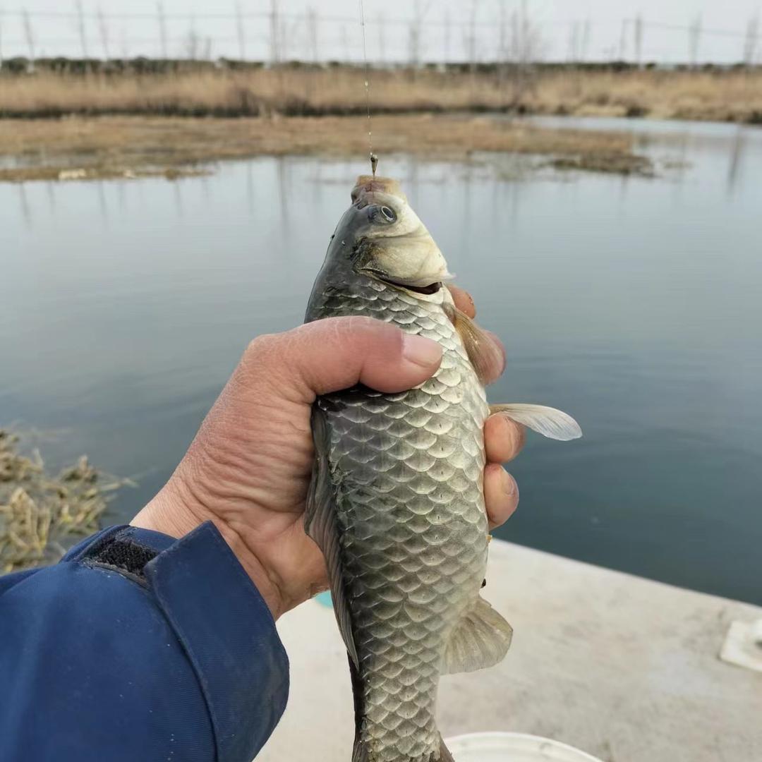 翁钓醉权总聊钓鱼