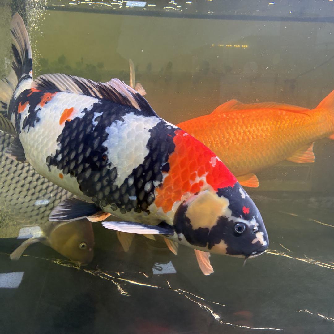 福锦