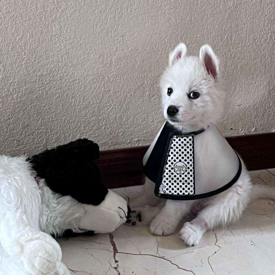修嗝呕🐶💚💫
