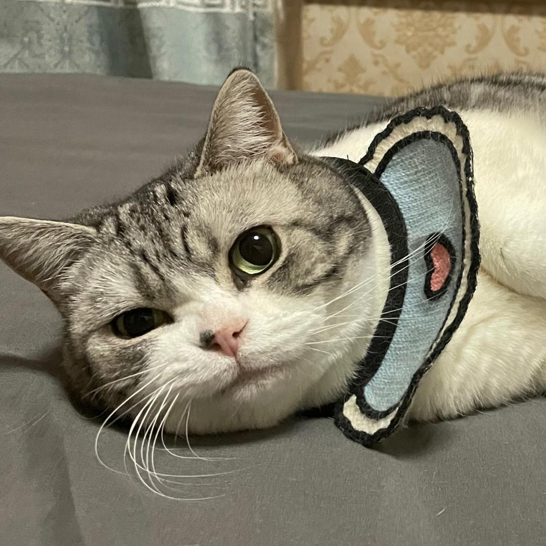 鲨鱼爱吃肉🦈@抖音