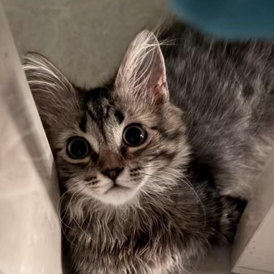 猫喵