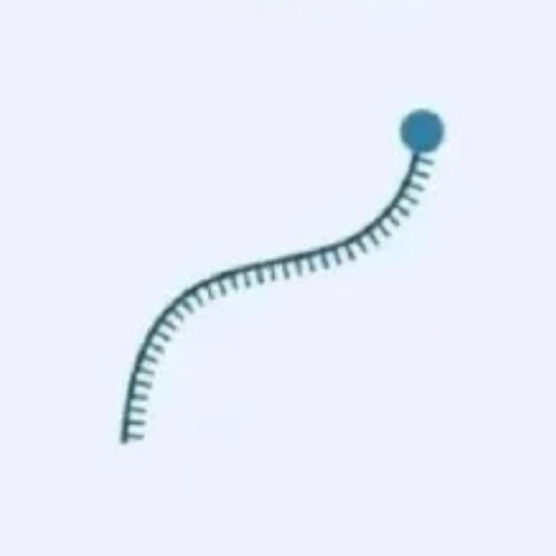 一条mRNA