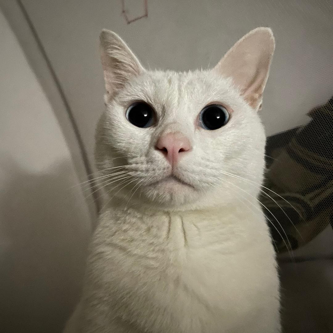 喵宝