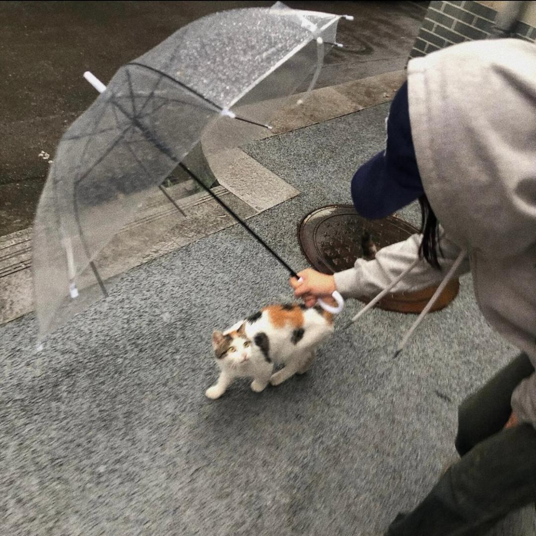 怡鞷懒猪