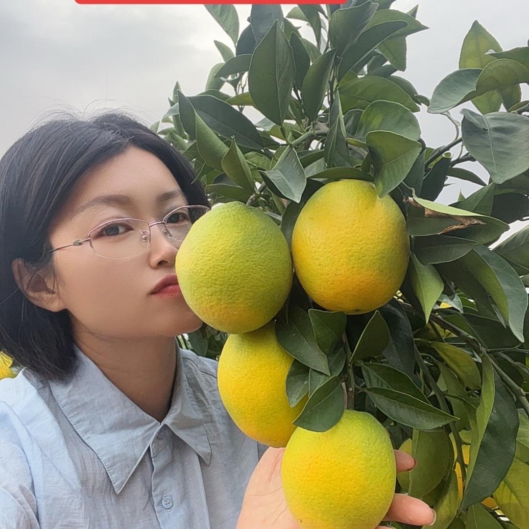 种赣南脐橙的乔子（招代理）