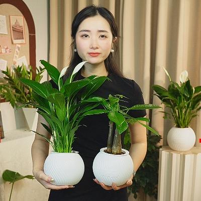 绿旋风花园