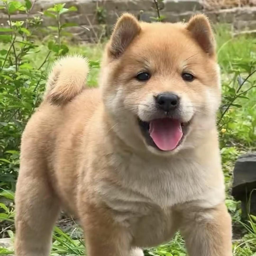 广西肆喜田园犬