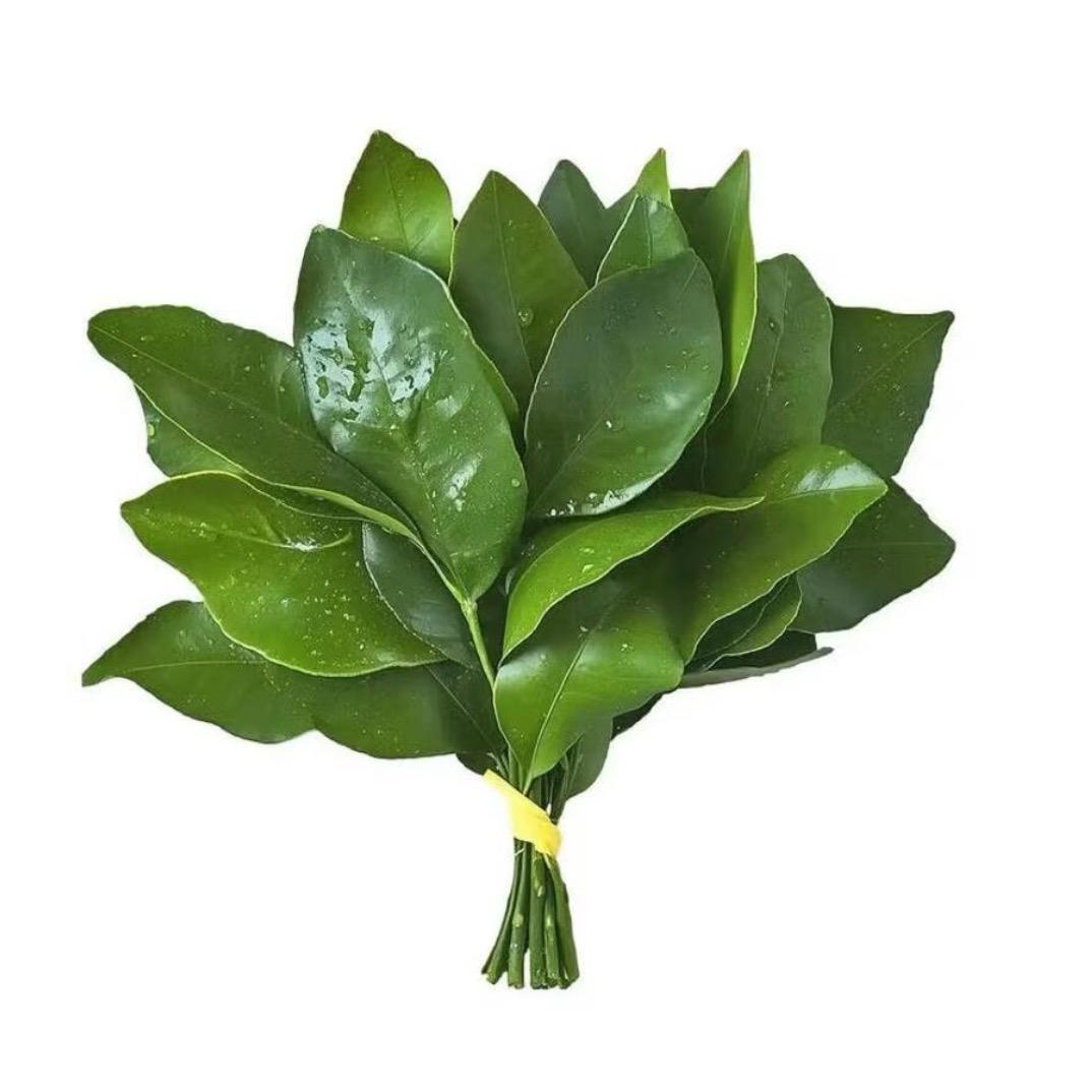 一只加菲猫