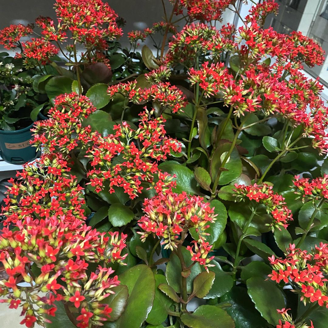 家庭养花(长寿花）