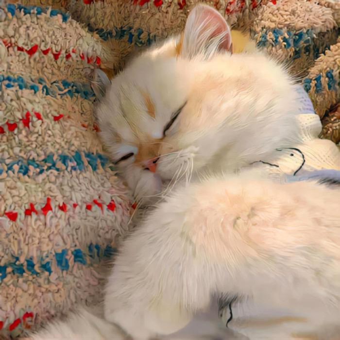 云朵有点甜🐾