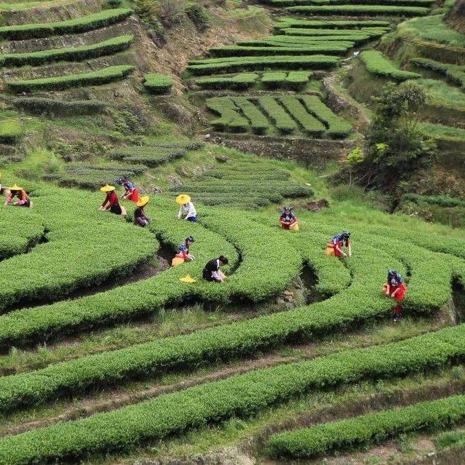 福鼎高档茶叶礼盒工厂
