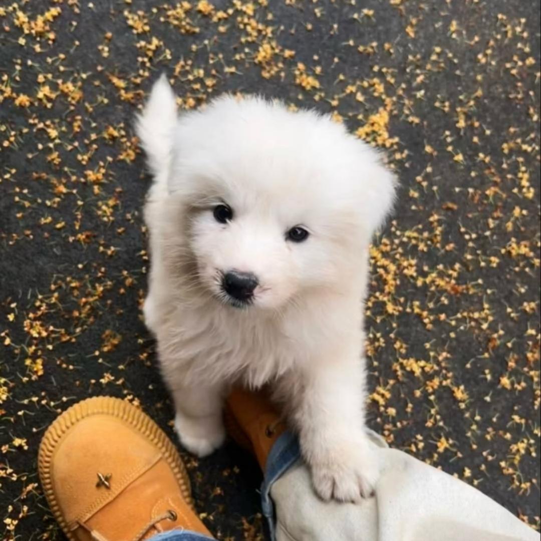 扎个小辫⁸