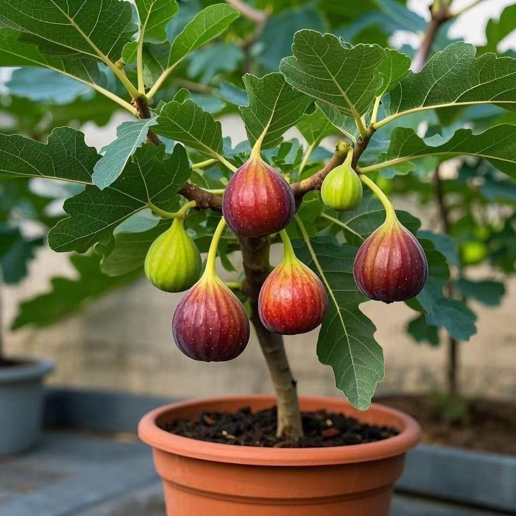 南枳象华果树苗木专卖店