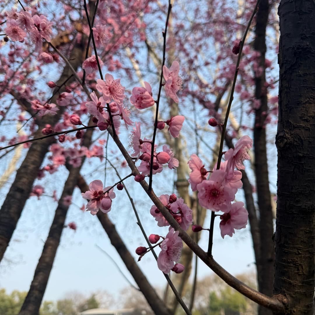 广州箫莉贸易小严