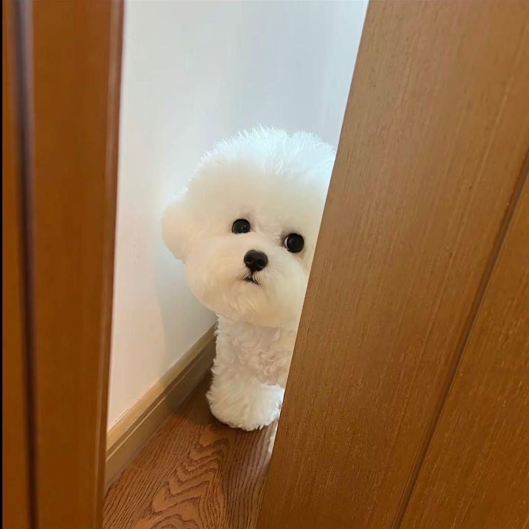 远方宠物