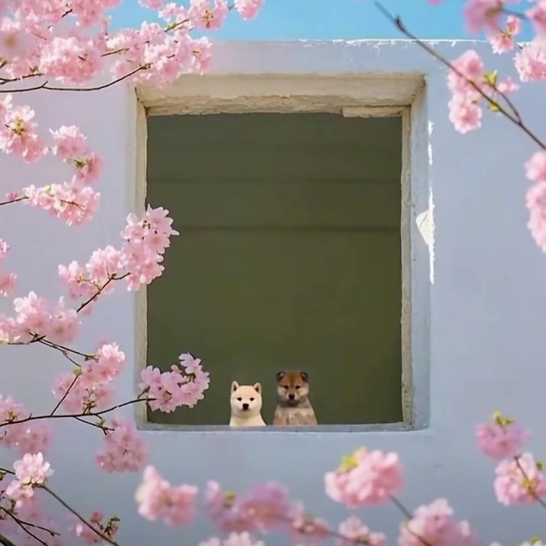来口陈醋可乐
