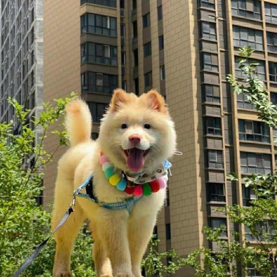 向左田园犬4号
