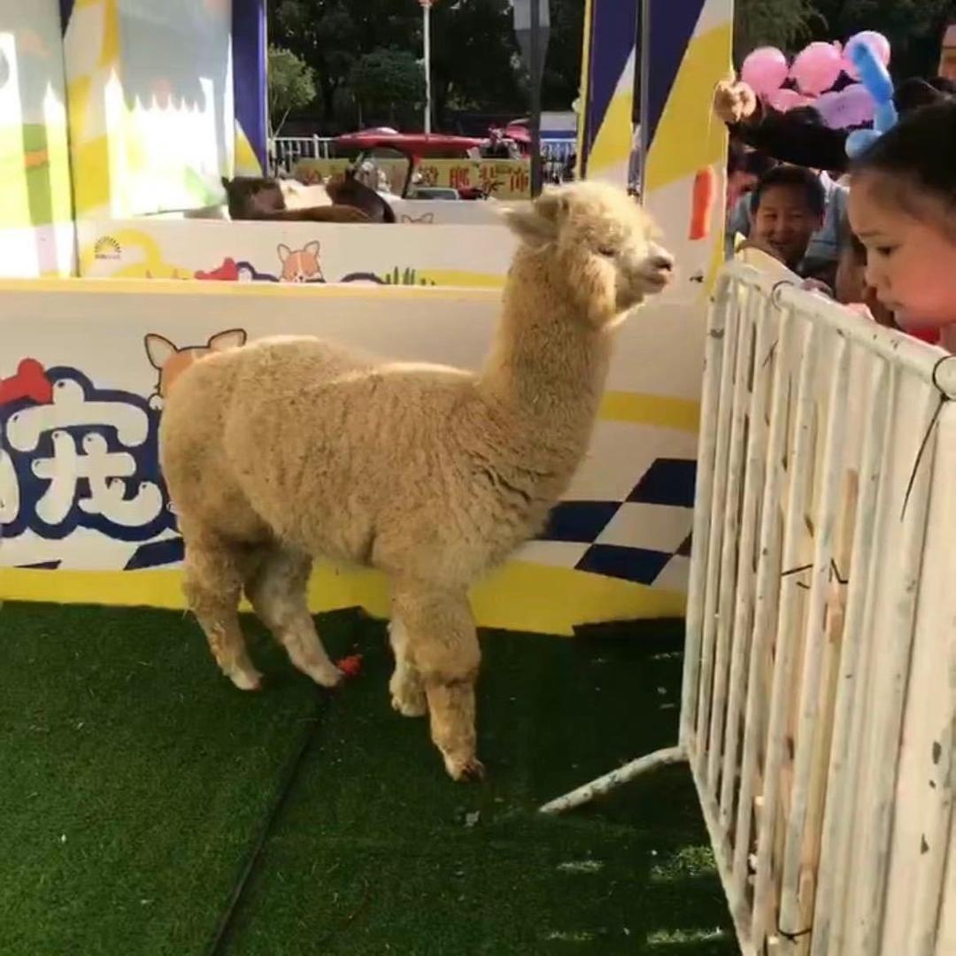 超级炮炮糖