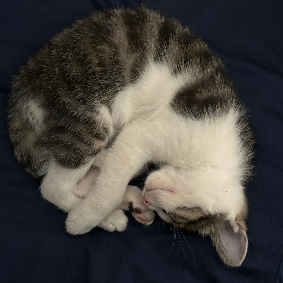 躺着的灰色酸奶