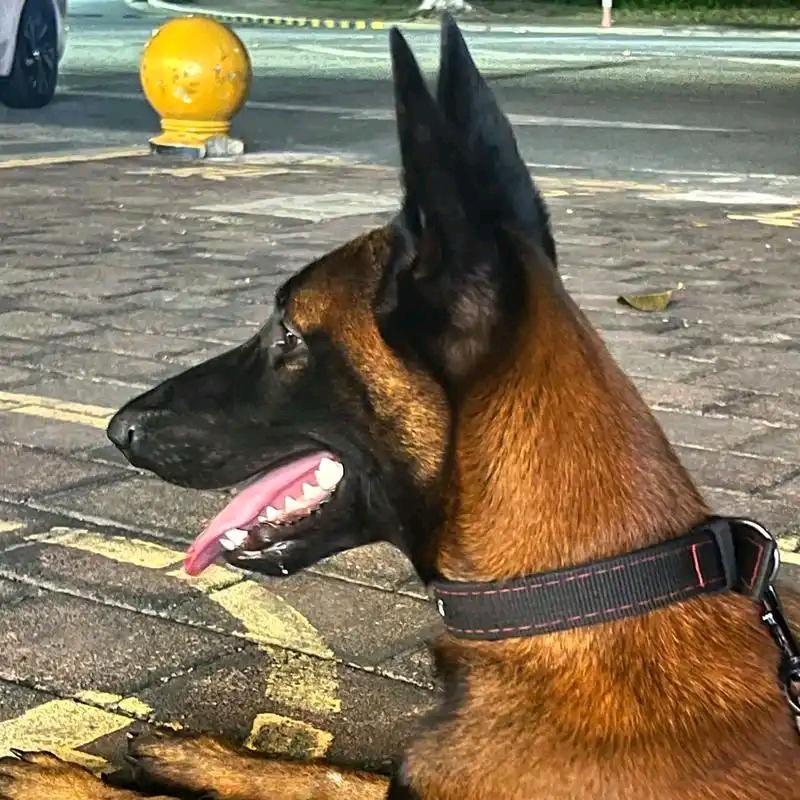 小马犬9867龙