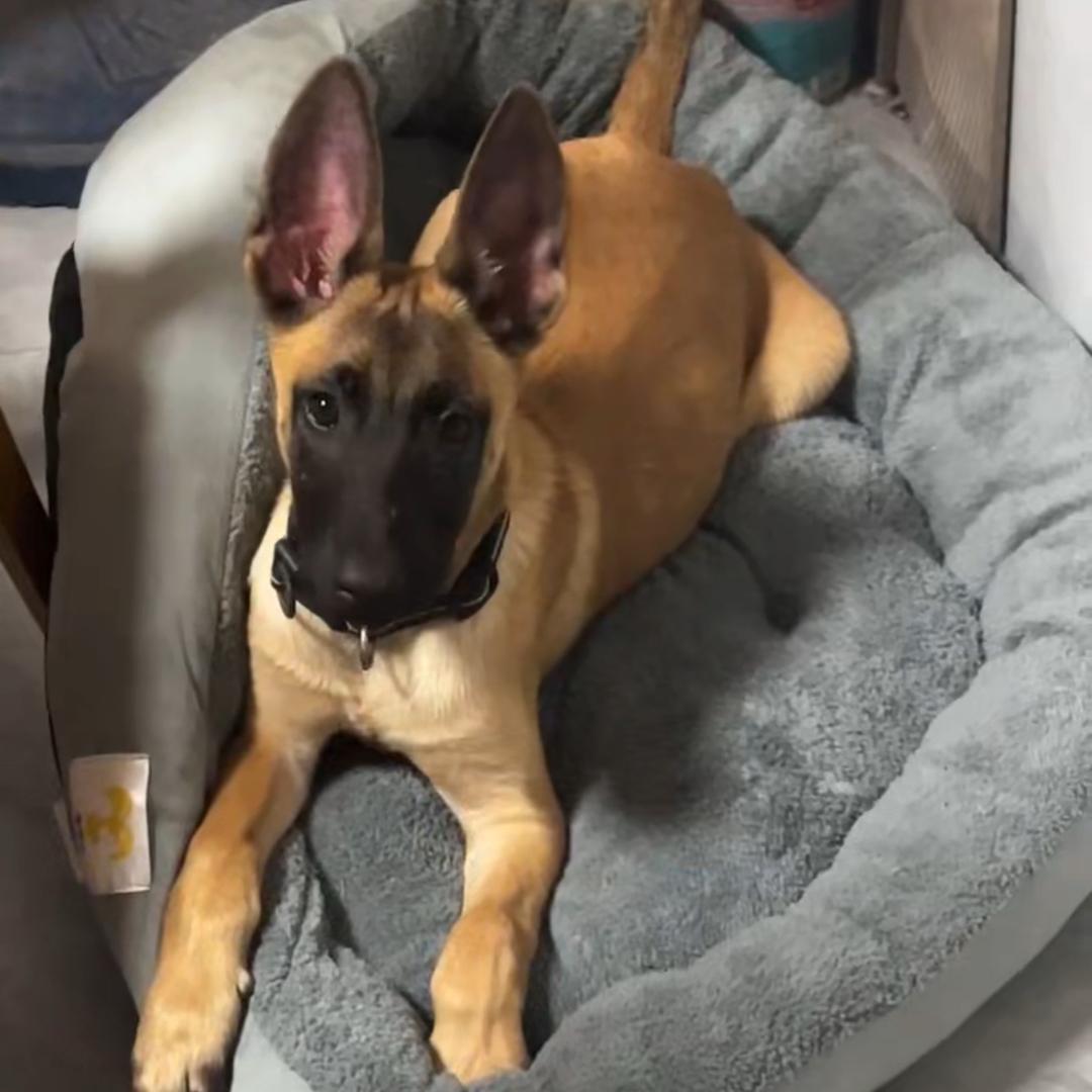 এ᭄ 马犬【雷霆丶雷龙】