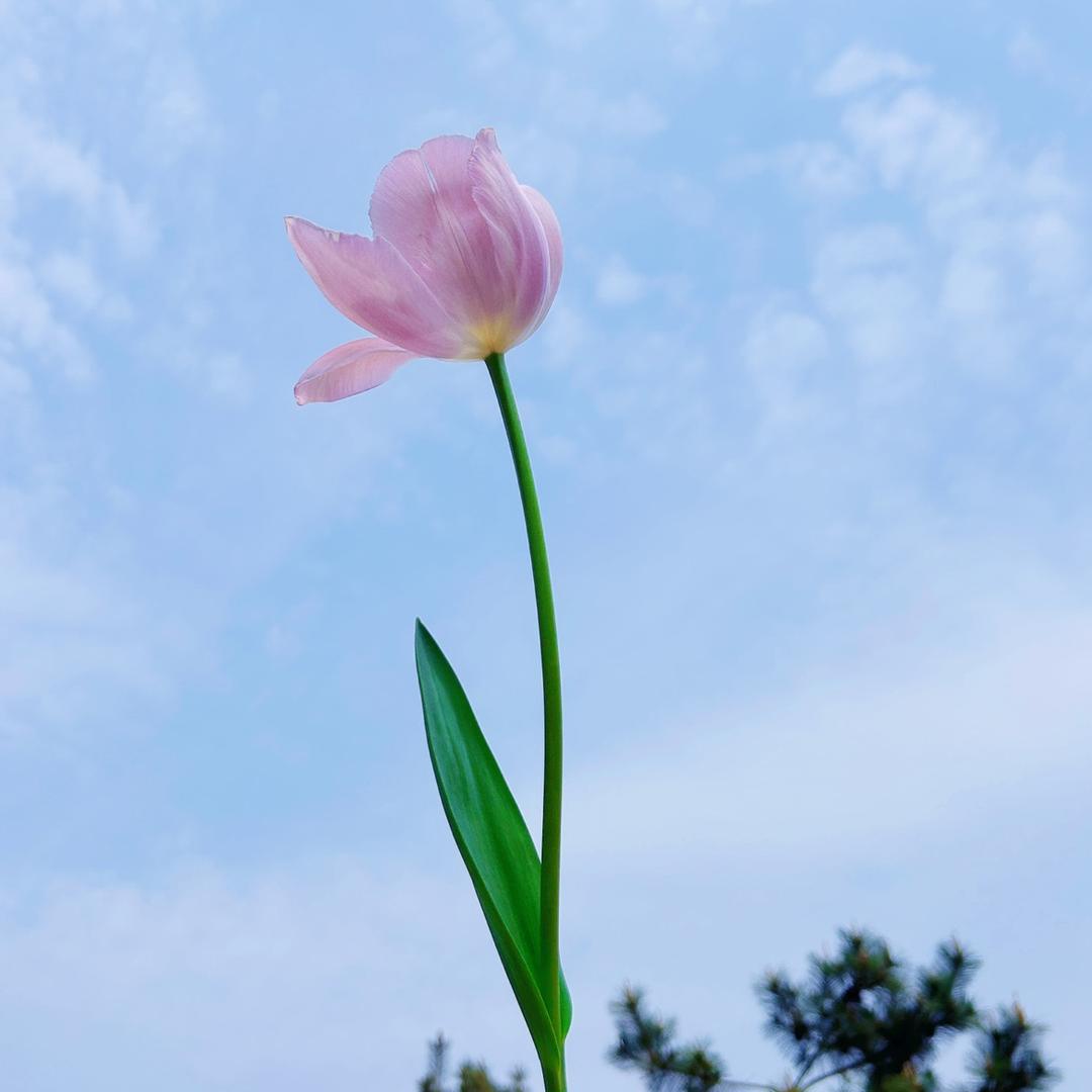 甜甜圈