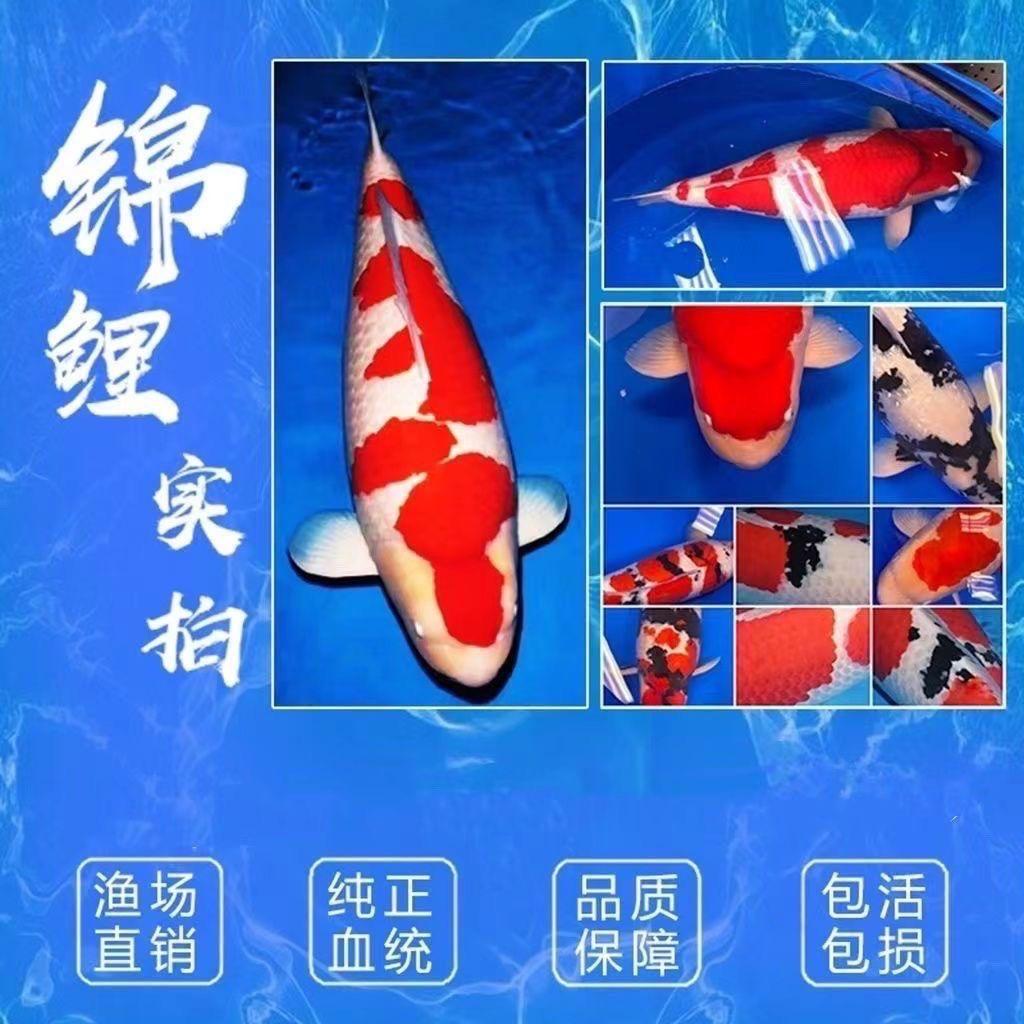 晓慧锦鲤观赏鱼