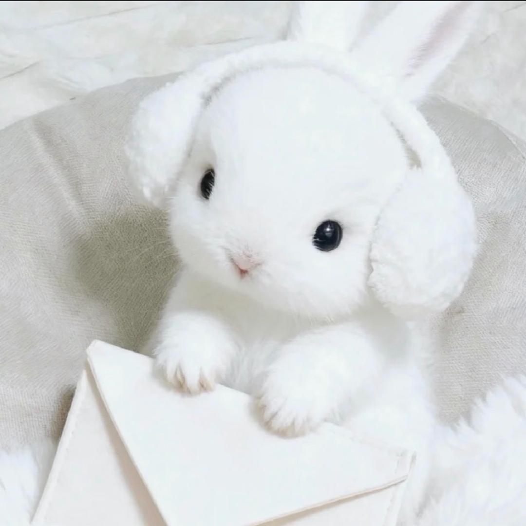 福多绵（见过薛之谦鹿晗版）