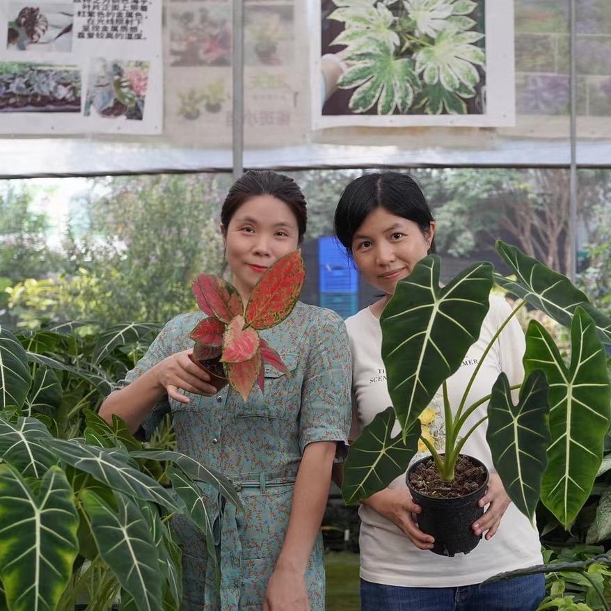 小芳廷绿植园艺