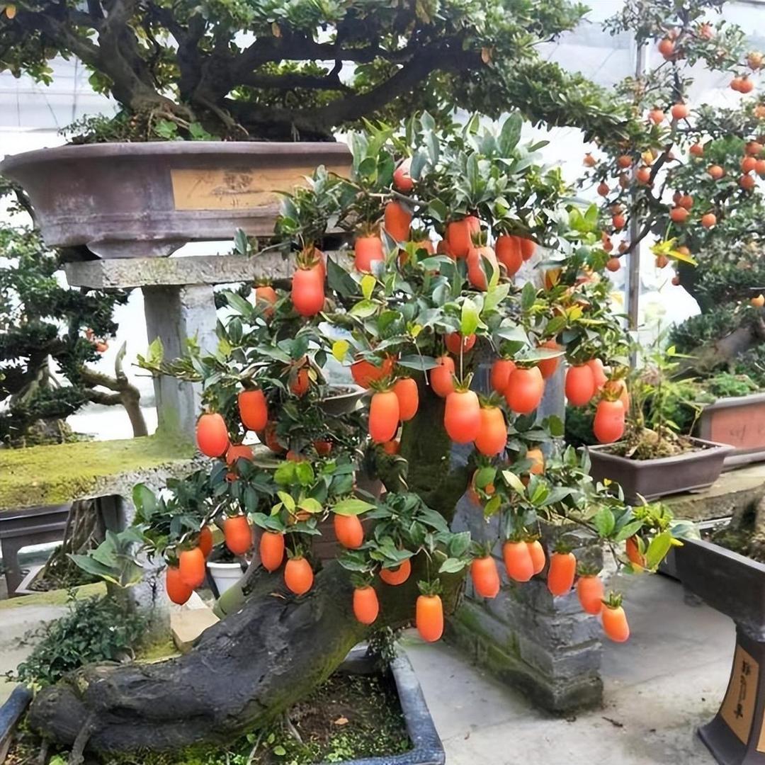 阿杰金弹子园艺