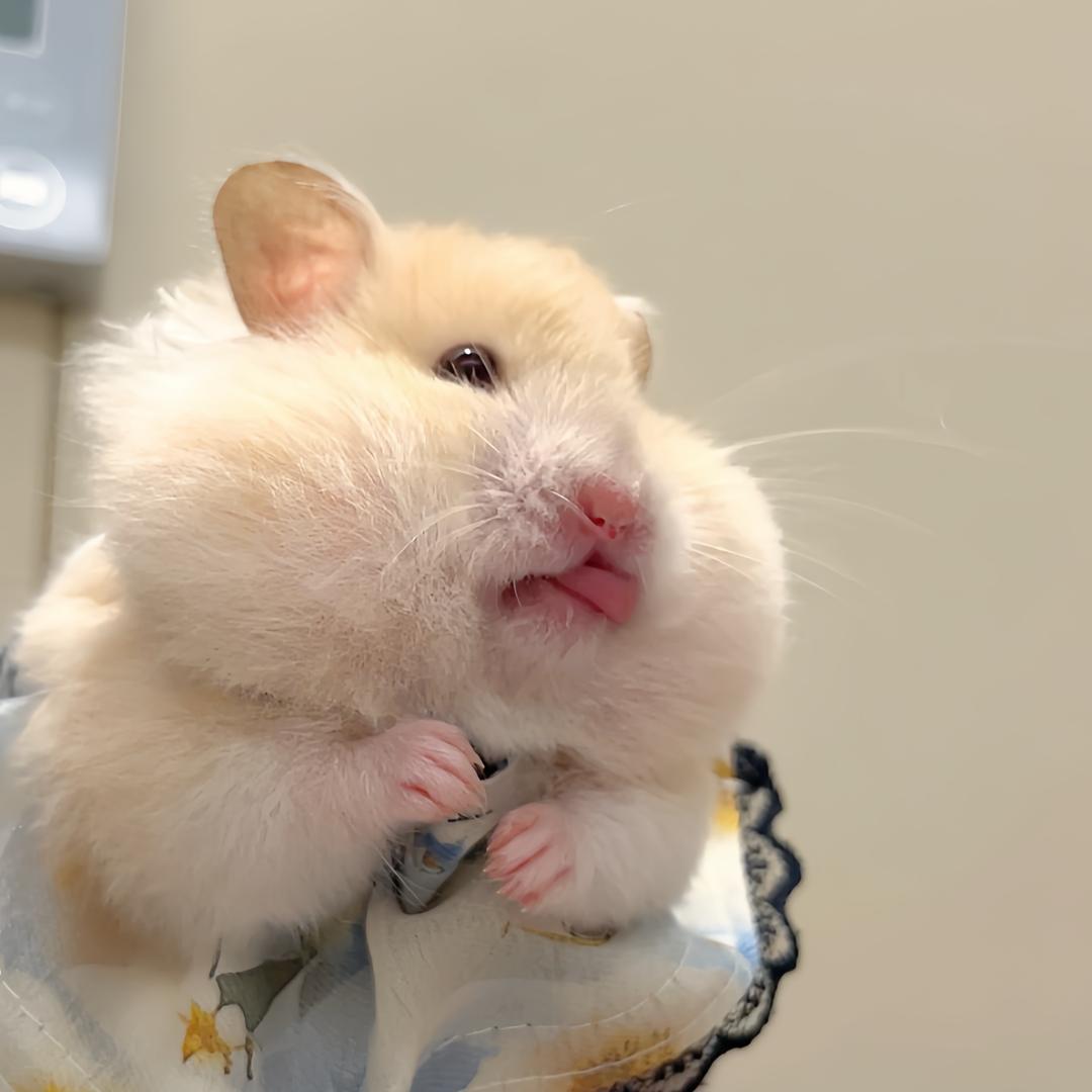 呆呆熊宠物用品馆