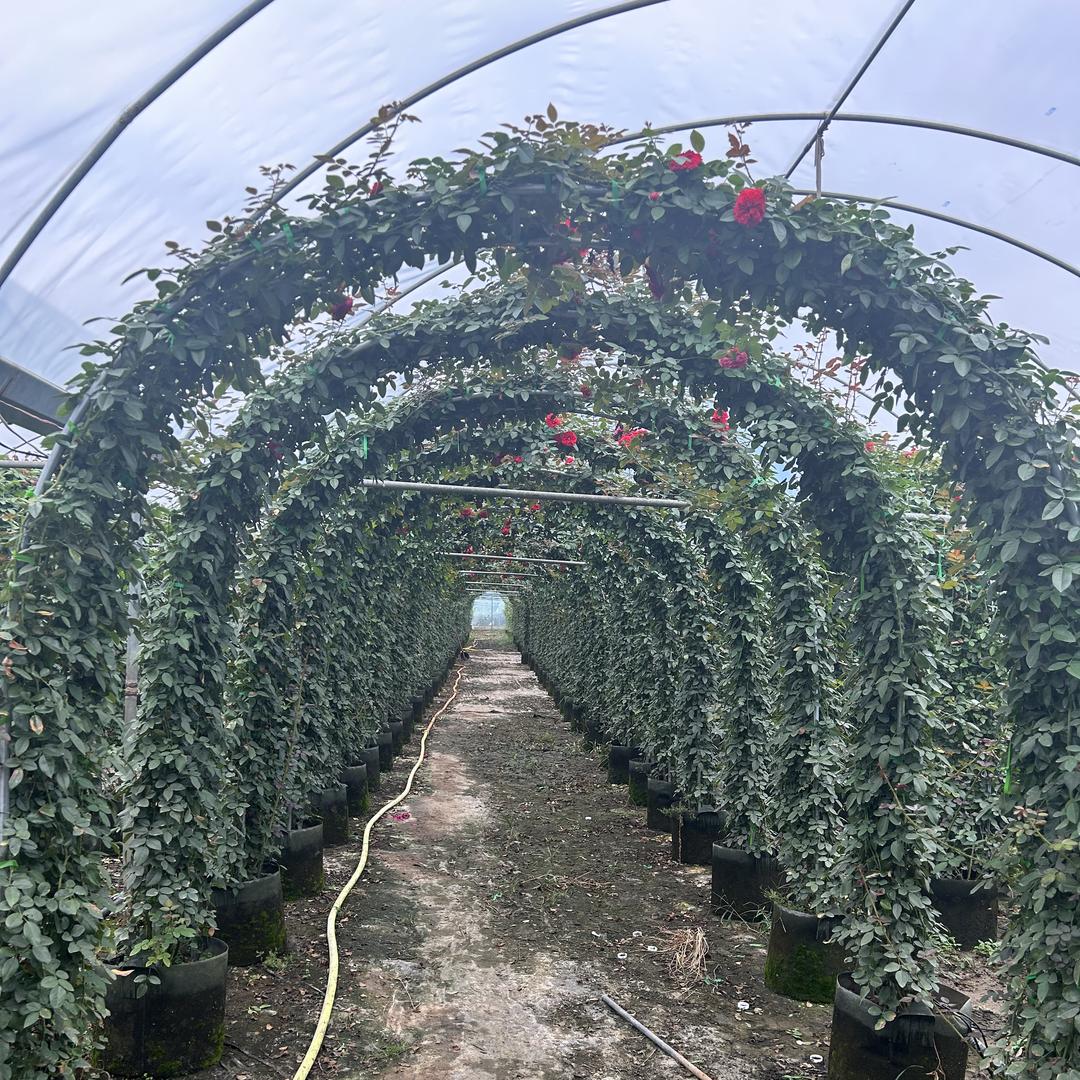 胜帮花卉园艺场的小店