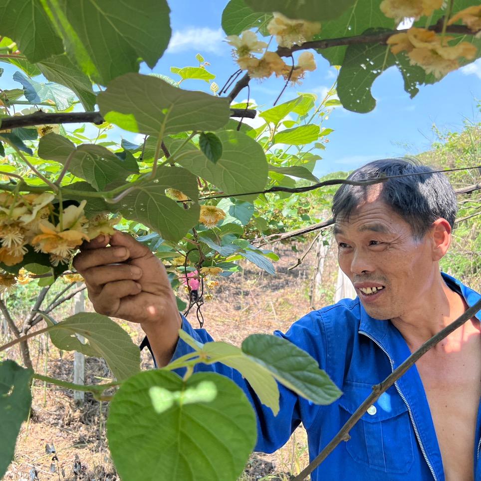 茶市贾老板🧑‍🌾