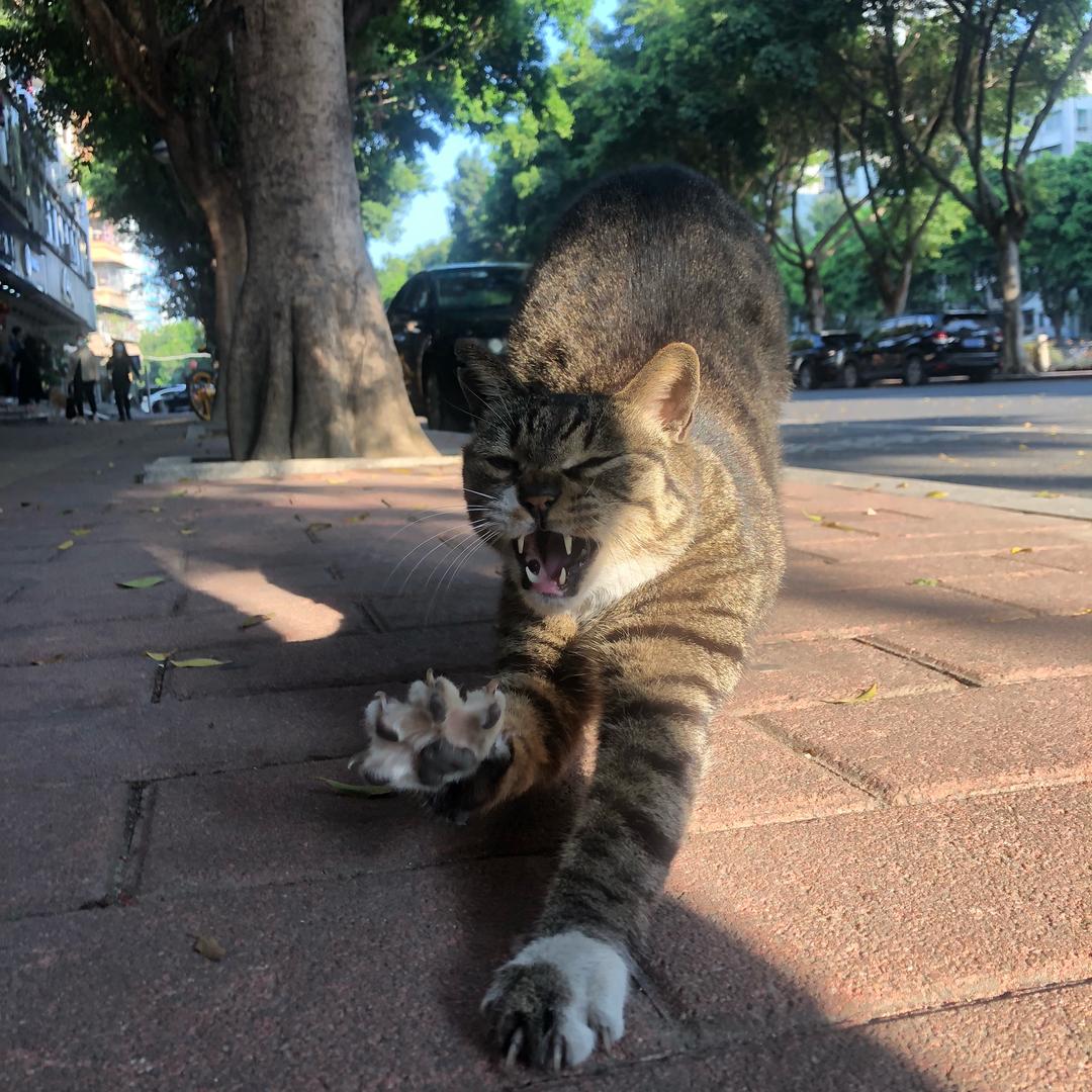 佛系龙猫