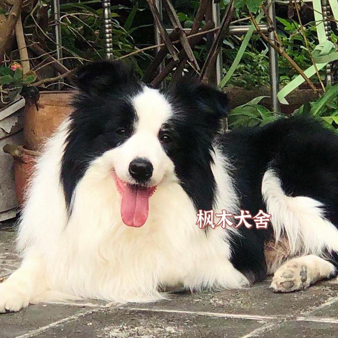 枫木犬舍（边牧）