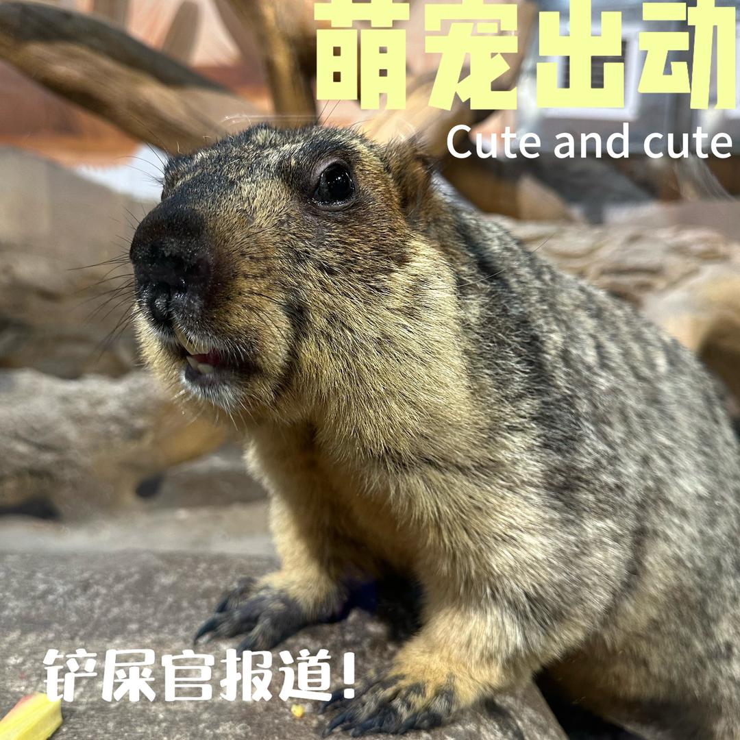 三颗鑫萌宠大家族🐾
