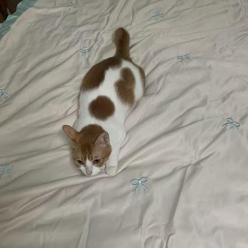 家有一只猫叫丢丢