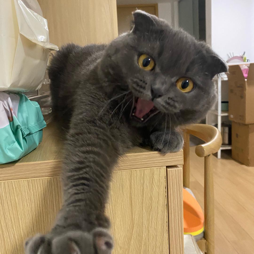 小乖乖猪猪