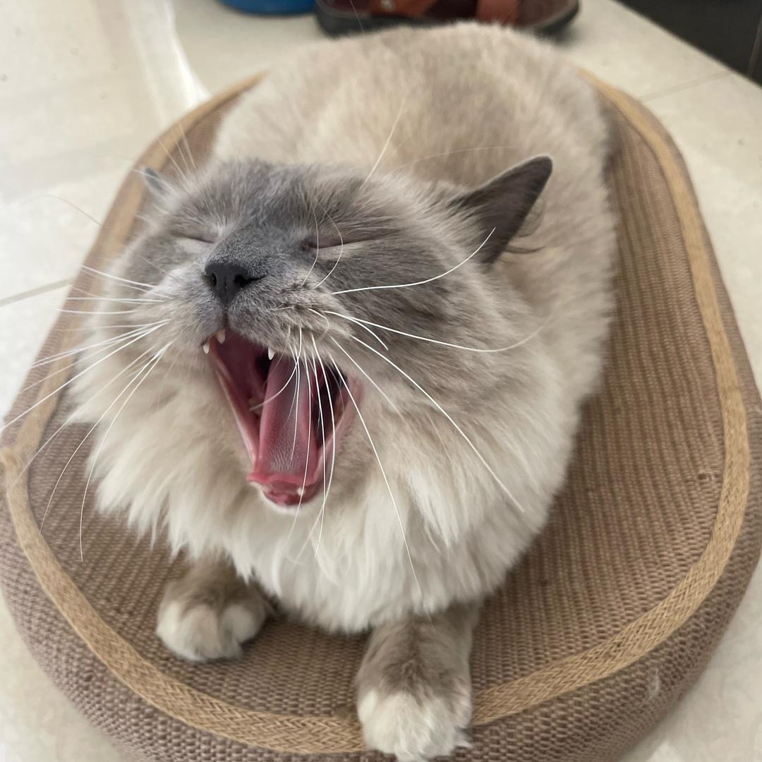 小柴