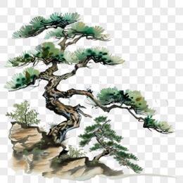 岁寒松