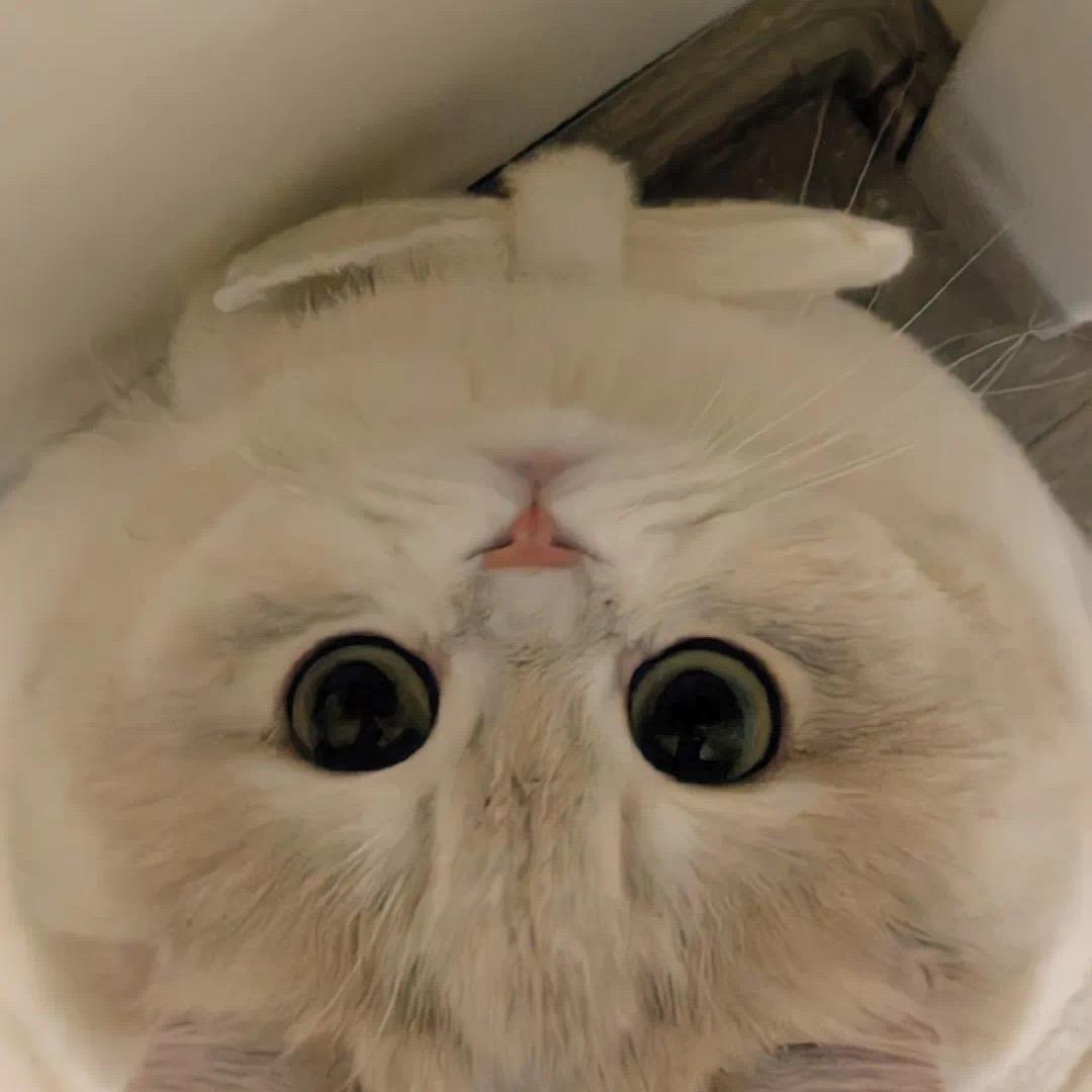 加贝小卡生写屋