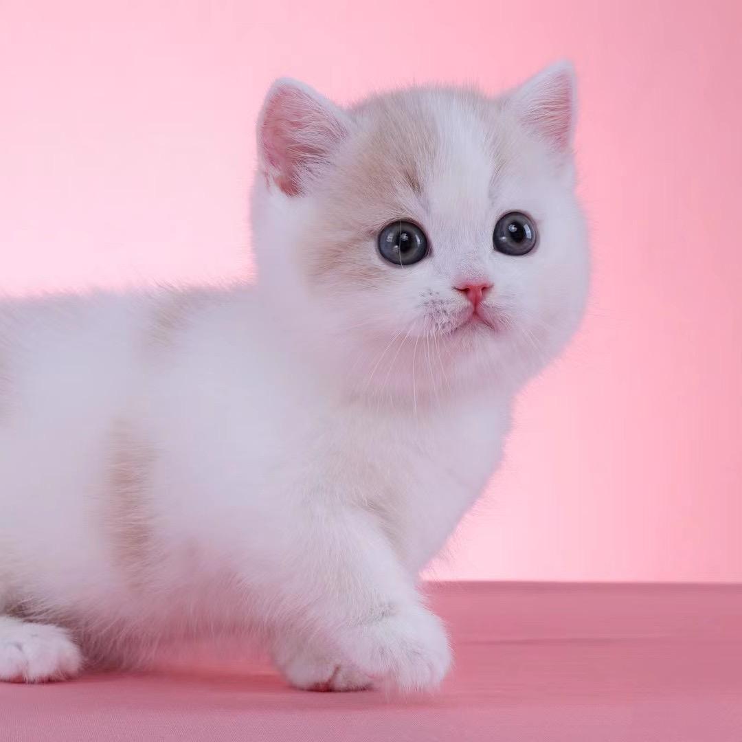 初屿的米努特矮脚猫