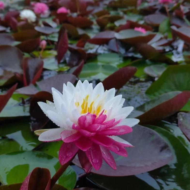 夏溪园艺景观