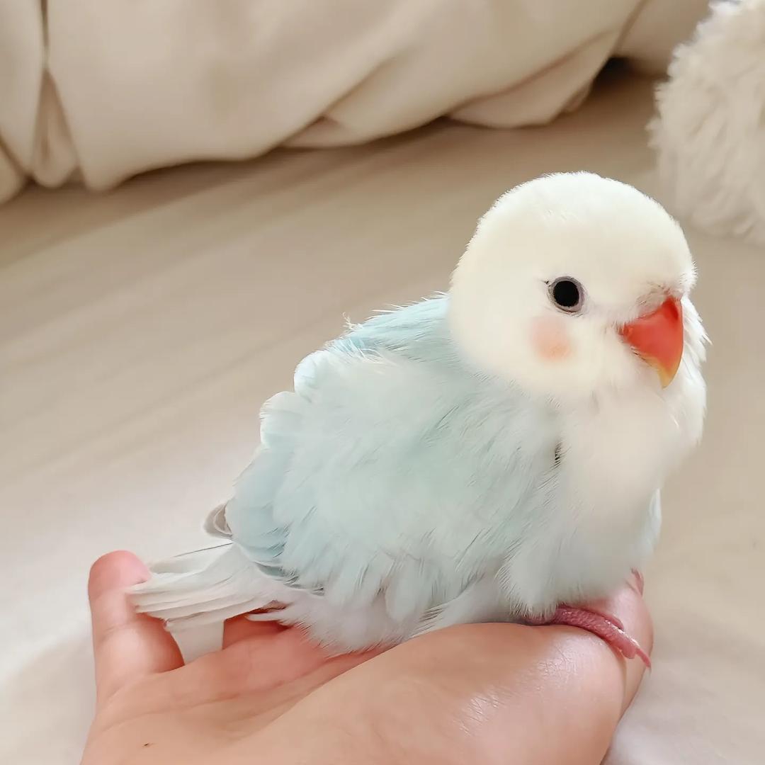 宏达鸟舍