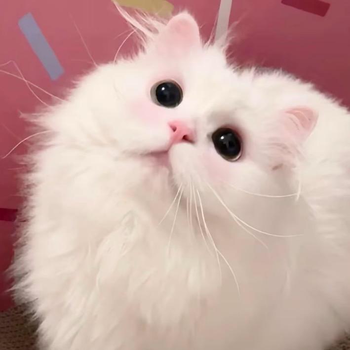 老安