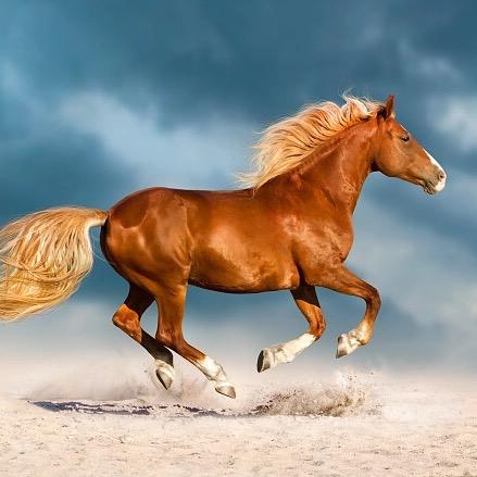 龙虎山修善师傅